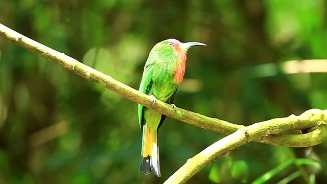 Red-bearded Bee-eater(Nyctyornis amictus) in nature