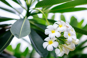Obraz na płótnie Canvas frangipani white and yellow frangipani flowers