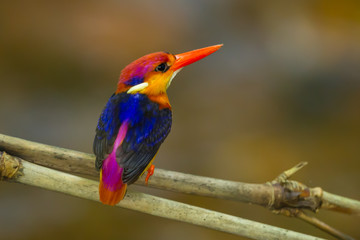Backside of Black-backed Kingfisher(Ceyx erithaca)