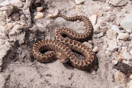 V&iacute;bora de Seoane. Vipera seoanei. Parque Picos de Europa.