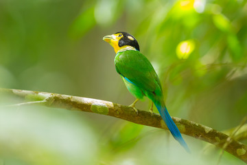 Long-tailed broadbill(Psarisomus dalhousiae) look at the sky