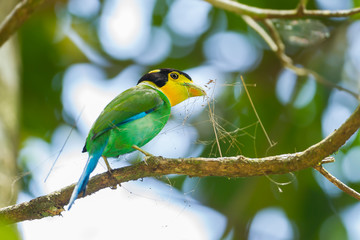 Black-and-red Broadbill with her glass in nature