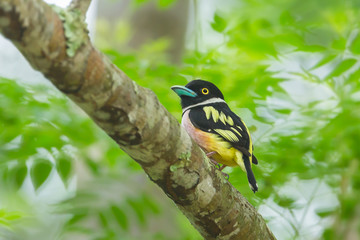 Black-and-yellow Broadbill (Eurylaimus ochromalus) in nature