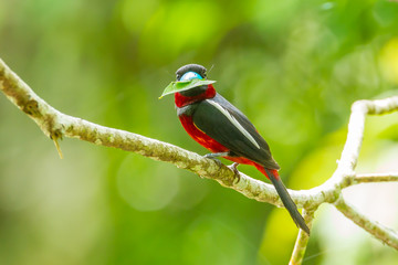 Black-and-red Broadbill with leaf stair at us