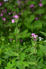 Storchschnabel Ruprechtskraut