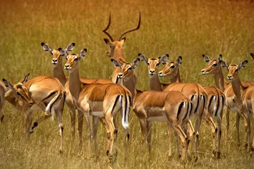 Gordijnen Herd of impalas in Ambosel © kubikactive
