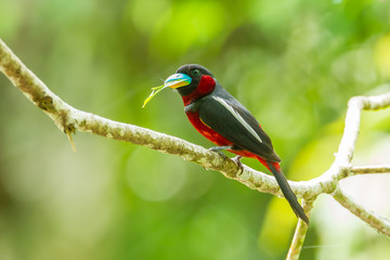 Black-and-red Broadbill  with leaf