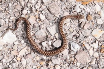 Víbora de Seoane. Vipera seoanei. Picos de Europa.