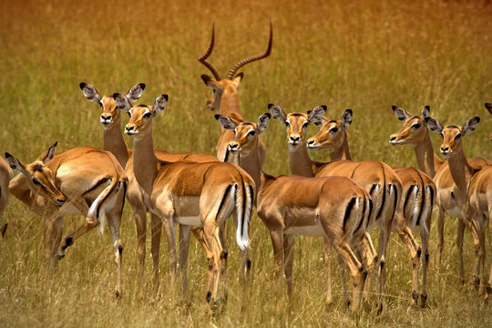 Fototapeta Herd of impalas in Ambosel