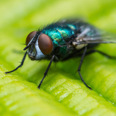 Naklejka premium Eye To Eye Fly