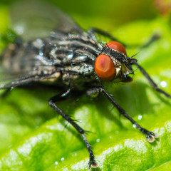 Red Eyes Is Back