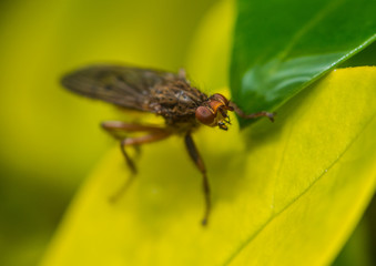 Shy Fly