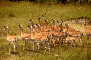 Herd of impalas in Masai Mara