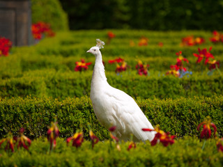 White peacock