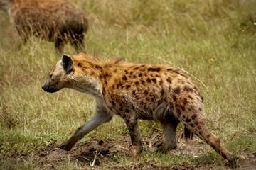 hjena in Amboseli