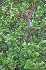 Pfennigbaum - Crassula ovata