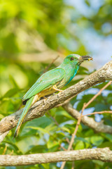 Blue-bearded Bee-eater with bee in her mount