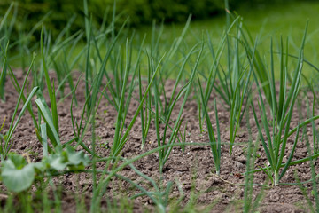 Fresh onion, growing in garden