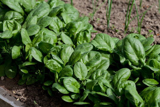 Fresh Spinach, Growing In Garden