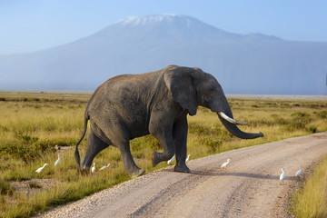 Large elephant with a   Mount Kilimanjaro in the background