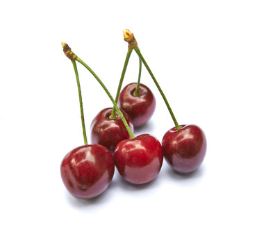 Time for cherries Harvest