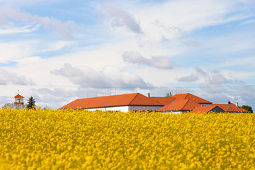 Rape field at the sunrise with houses and a chapel - beautiful l