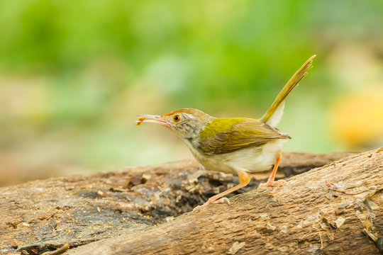 Common Tailorbird  with worm in her mount