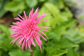 Beautiful of pink gerbera flower