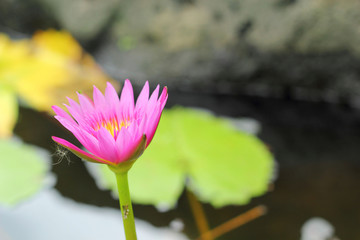 lotus pink flower in the nature