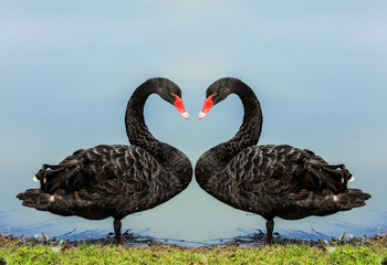 Swans.