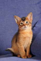 Abyssinian kitten ruddy color portrait