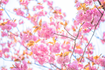 Blooming double cherry blossom branches and sky