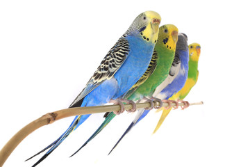 Fototapeta premium budgie