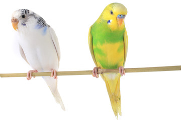 budgie