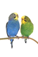 budgie