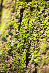 Obraz premium Green moss texture on tree bark