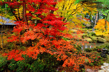 Maple tree in Japanese garden