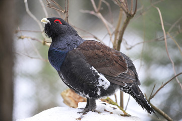 Auerhahn im Schnee