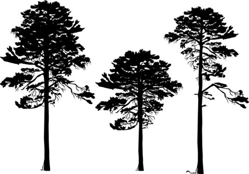 three pine silhouettes isolated on white