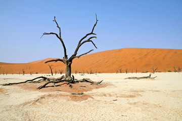 Namib Wüste, Dead Vlei