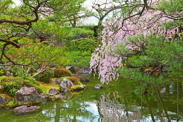 Obraz premium Japanese garden with sakura tree