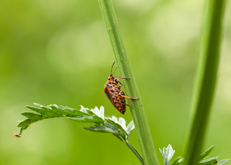 sideview of forest bug