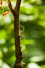 Daddy long legs climbing on branch