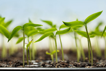 Pepper plantlets