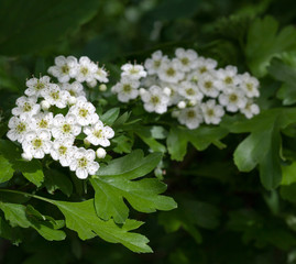 Flowering hawthorn in springtime