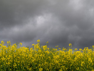 Rapeseed field