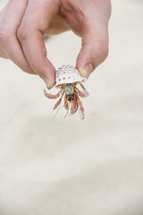 Hand holding crab