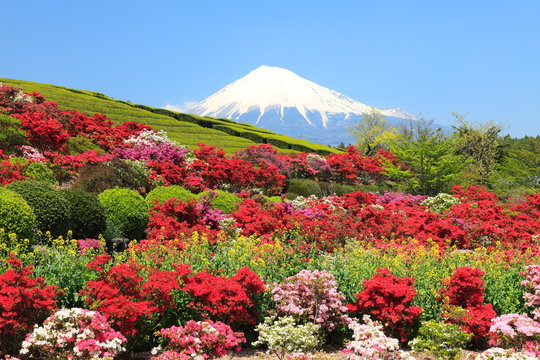 春爛漫の富士