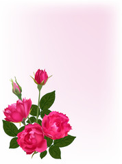 bright roses on light pink background