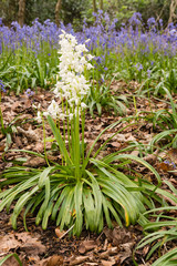 White Bluebells portrait